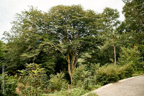 big old tree in the park
