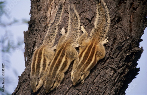 Threestrriped palm squirrel, Funambulus palmarum, Keoladev National Park, Bharatpur, Rajasthan, India. photo
