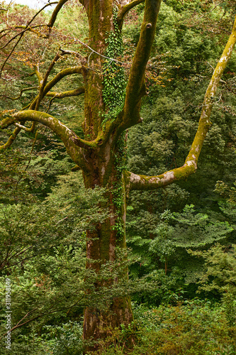 majestic relic tree in a moist tropical forest covered with moss