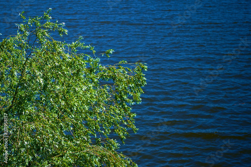 luxurious willow grows over a deep lake