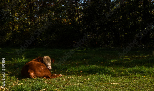 Cow resting © kathy2515