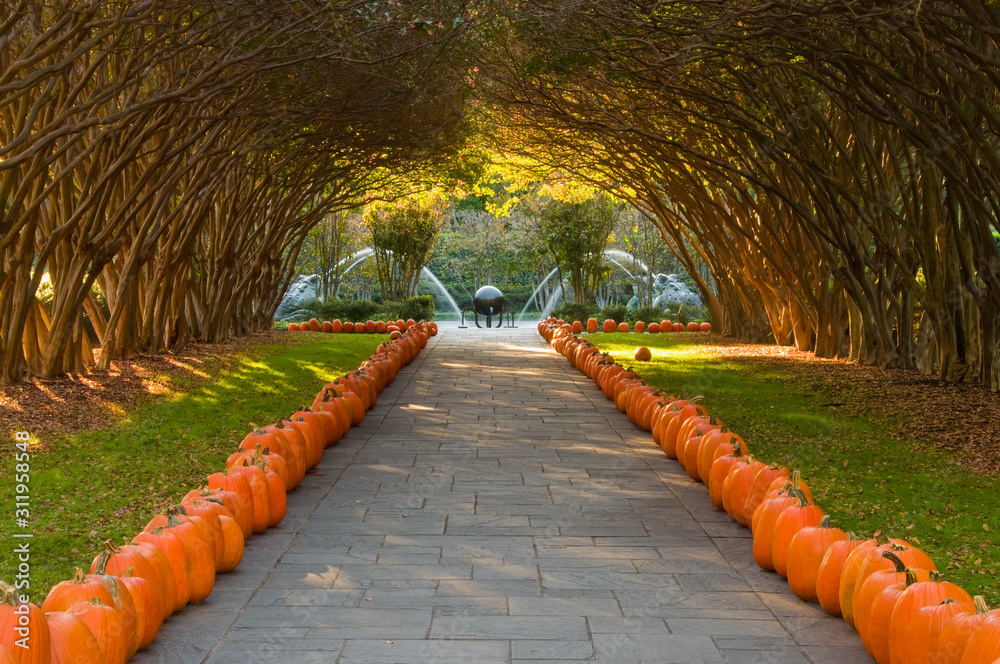 Crepe Myrtle Alley at the Dallas Arboretum StockFoto Adobe Stock