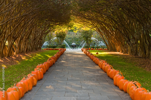 Photography Crepe Myrtle Alley at the Dallas Arboretum