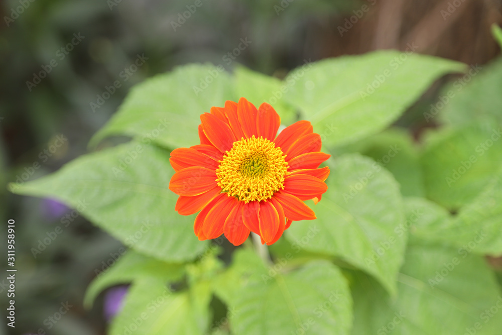 close-up of orange flower in the garden close-up of orange flower in the garden