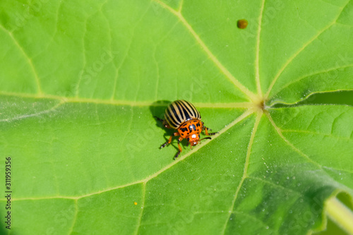 Colorado beetle on a leaf of a plant. Adult striped Colorado bee