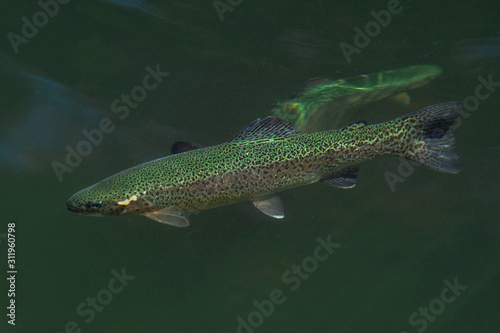 The rainbow trout (Oncorhynchus mykiss) in the lake.The rainbow trout (Oncorhynchus mykiss) in the lake.Trout in the green water of a mountain lake. Big brown trout swimming in blue green water 