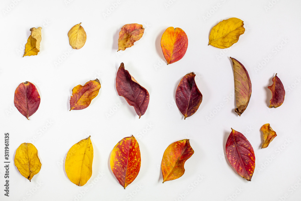 Grouping of dried Crepe Myrtle Leaves in Autumn Grouping of dried Crepe Myrtle Leaves in Autumn