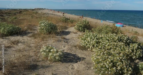 Te beach between the Canet en Roussillon and Saint Cyprien, Pyrenees Orientales department, Occitanie, France. On the foreground are Prickly Parsnip, wild flowers also named  Echinophora spinosa. photo