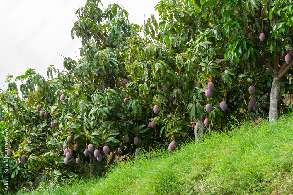 Cultivation of exotic sweet fruit mango in subtropical Malaga-Granada tropical coast region, Andalusia, Spain, plantations of mango trees