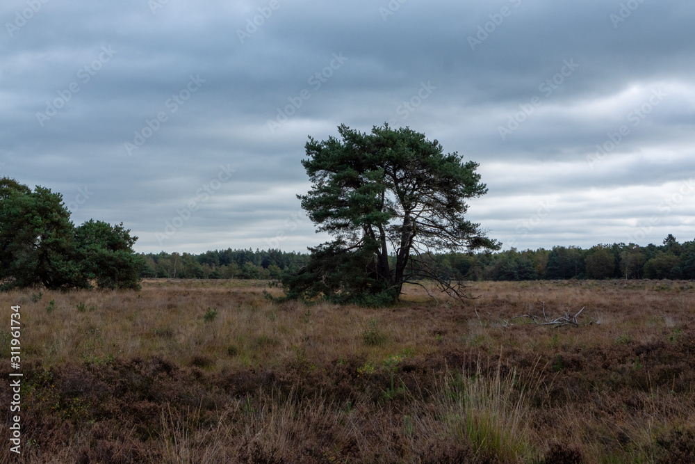 Landscape with Kempen forests in North Brabant, Netherlands in autumn