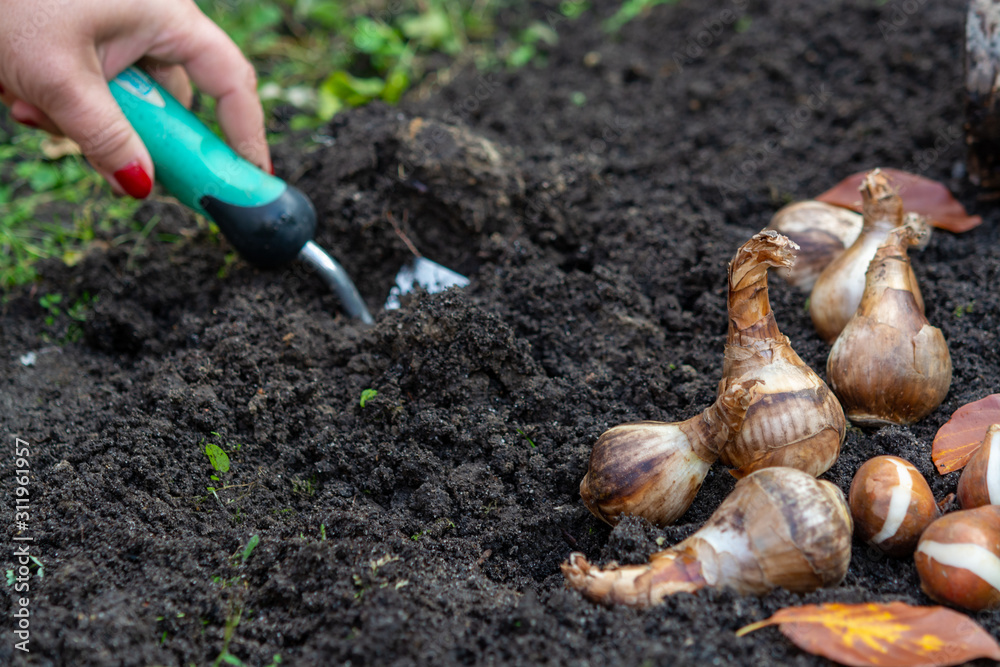 Autumn garden works, shovel and spring flowers bulbs ready for planting Autumn garden works, shovel and spring flowers bulbs ready for planting