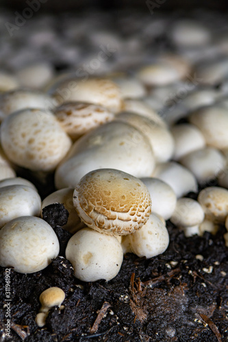 White champignon mushrooms growing in dark grotten on champignons farm