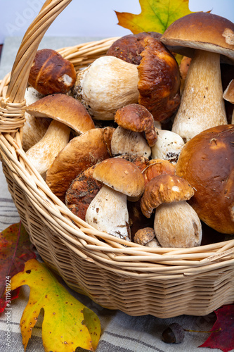 Basket with fresh edible forest mushrooms Boletus Edulis or porcini fungus, tasty vegetarian food