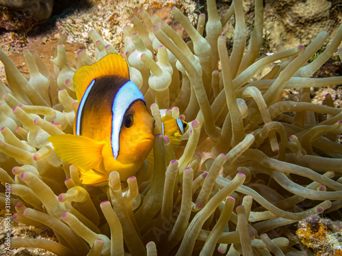 anemonefishes in red sea
