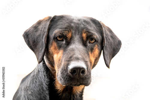 DOG PORTRAIT WITH WHITE BACKGROUND