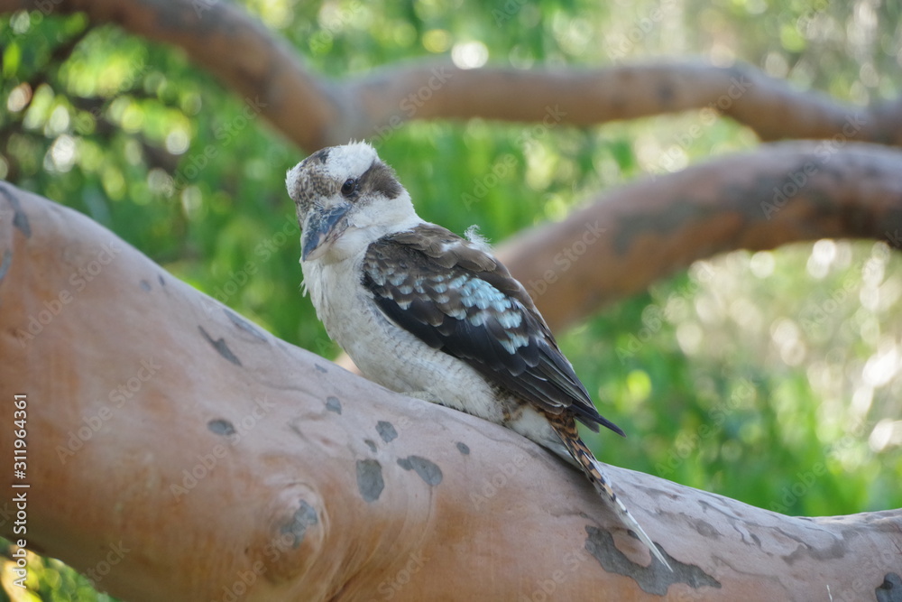 Fototapeta premium Kookaburra sitting on a gum tree