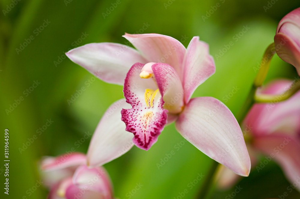 Beautiful pink orchid flower with green nature background.