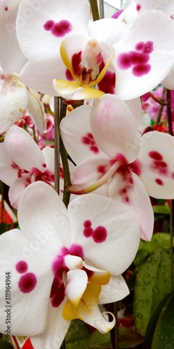 flor orquidia