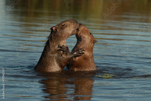 Kiss between two capybara in the water photo
