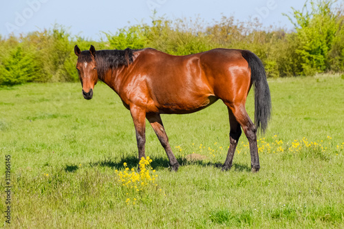 Horses graze in the pasture. Paddock horses on a horse farm. Wal