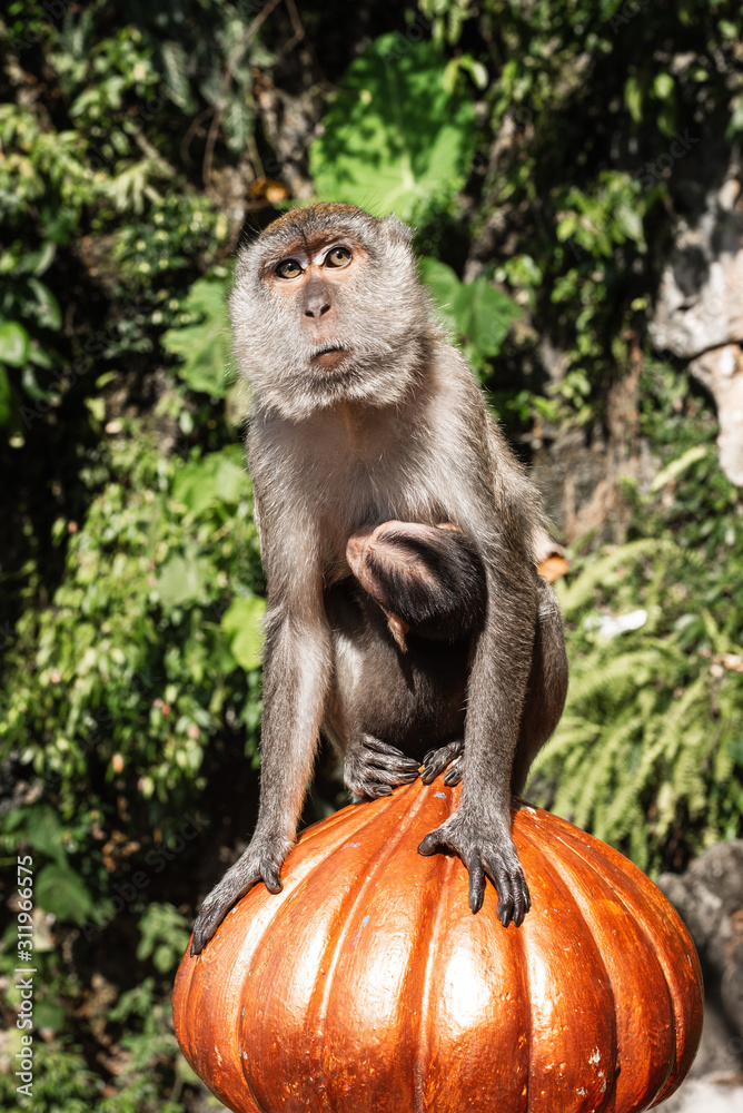 Fototapeta premium Monkey with her baby in Batu cave, Kuala Lumpur, Malaysia
