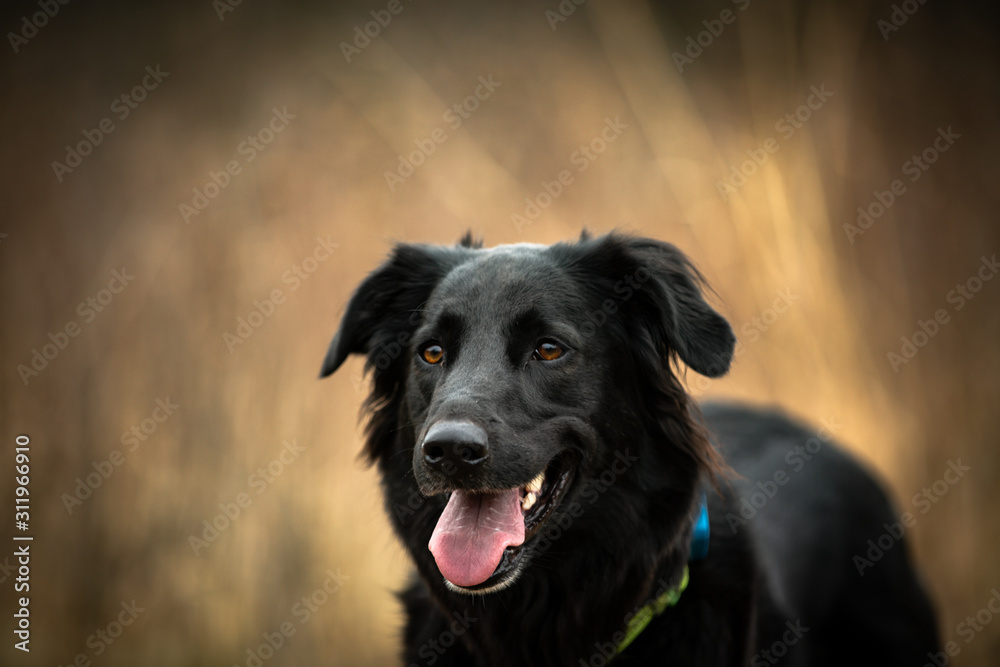 park dog park dog