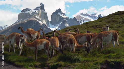 Herd of Guanacos grazing in Torres del Paine National Park in Chile with iconic Cuernos del Paine mountains in the background, Patagonia wildlife, South America.