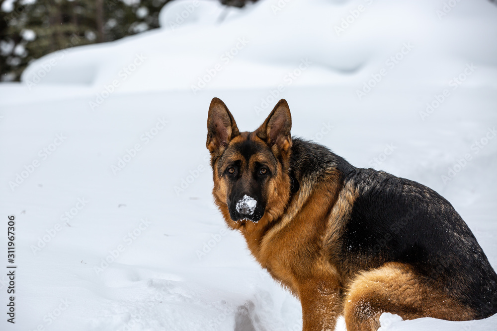 snow dogs snow dogs