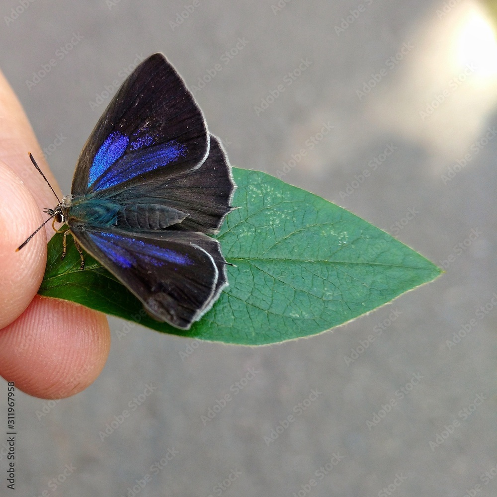 Obraz premium blue butterfly on the leaf in hand