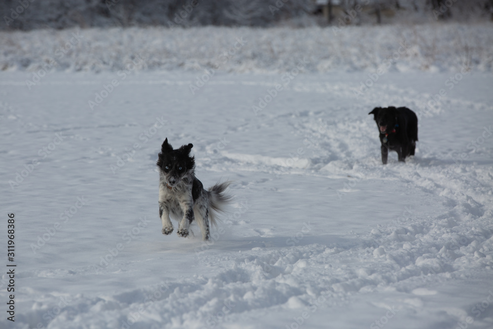 Naklejka premium dog in the snow