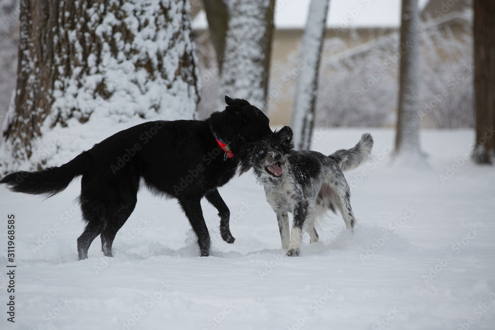 dog in the snow