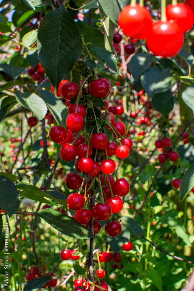 New harvest of Prunus cerasus sour cherry, tart cherry, or dwarf cherry in sunny garden