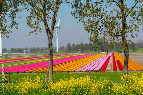 Landscape with blossoming tulip fields, mills and highway, Dutch lifestyle photo