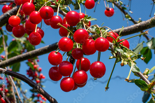 Fototapeta New harvest of Prunus cerasus sour cherry, tart cherry, or dwarf cherry in sunny