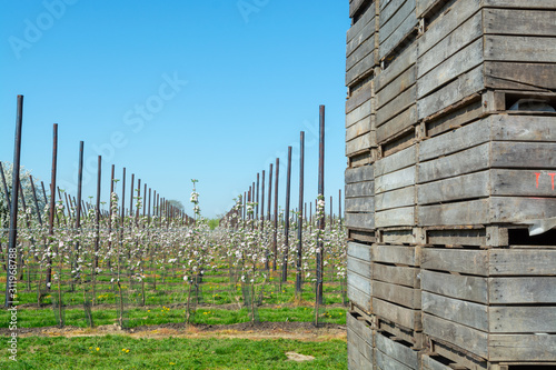 Spring pink blossom of apple trees in orchard and fruit wooden boxes  fruit region Haspengouw in Belgium