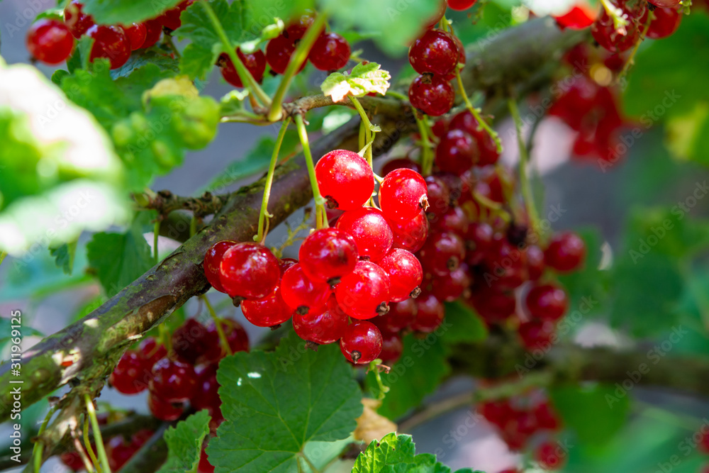 Ribes rubrum redcurrant or gooseberry ripening in garden Ribes rubrum redcurrant or gooseberry ripening in garden