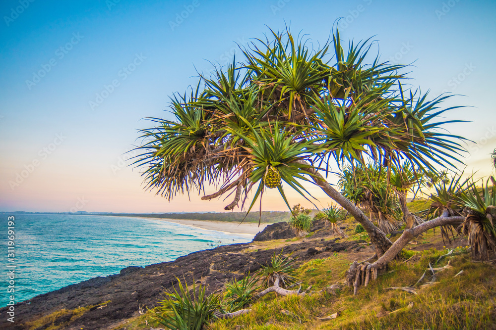 Palm tree on coastline