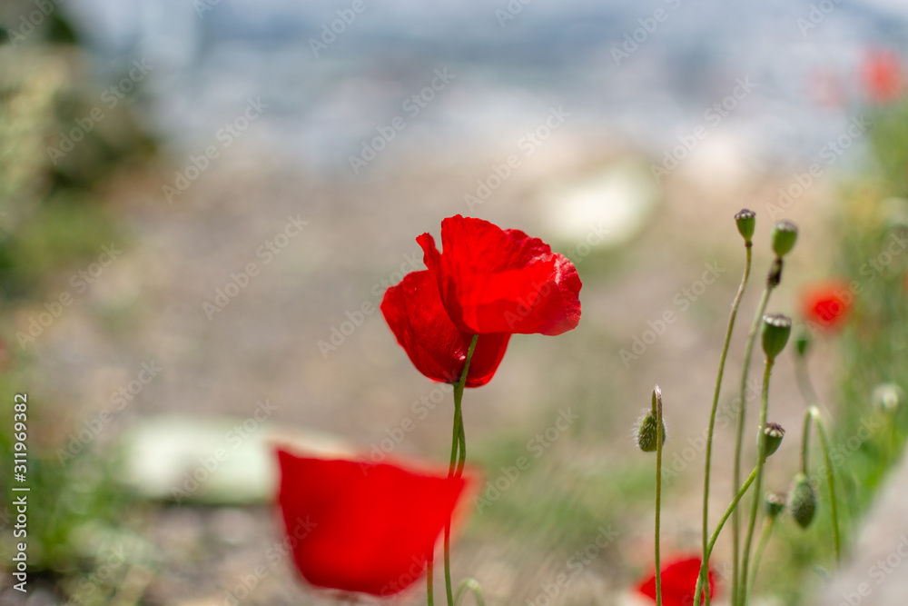 Obraz premium Spring colorful floral background with wild and red poppy flowers