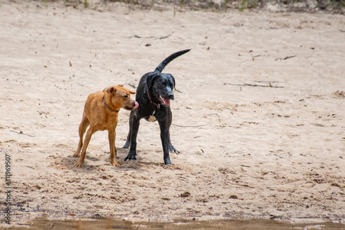 Red and black labrador retrievers playing in the sand.