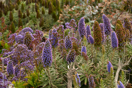 Fototapeta Naklejka Na Ścianę i Meble -  field of lavender flowers