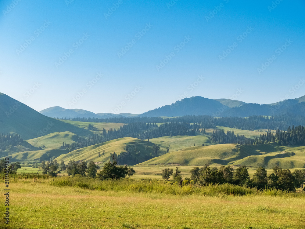 Coniferous forest on green alpine meadows with copy space