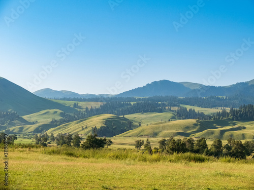 Coniferous forest on green alpine meadows with copy space