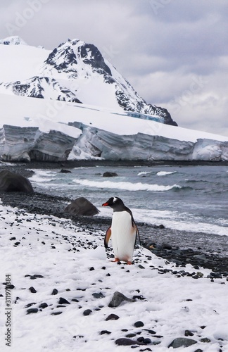 A Southern Gentoo penguin  pygoscelis papua ellsworthi  on Livingston Island in the South Shetland Islands  Antarctica.