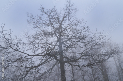 trees in winter