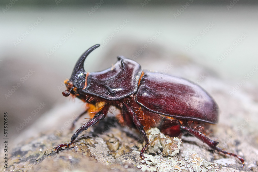 rhinoceros beetle fun walks on a granite boulder rhinoceros beetle fun walks on a granite boulder