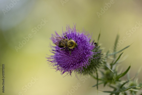 bee on flower