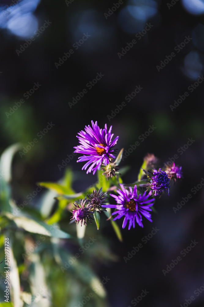 Obraz premium purple flower