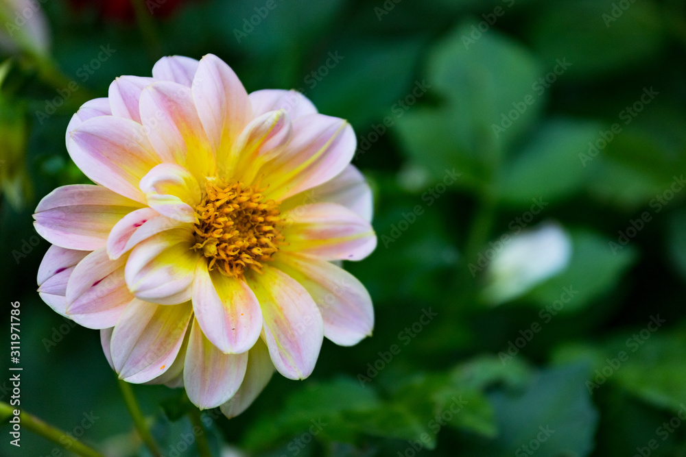 pink flower in garden pink flower in garden