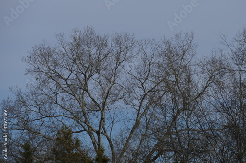 blue gray December day