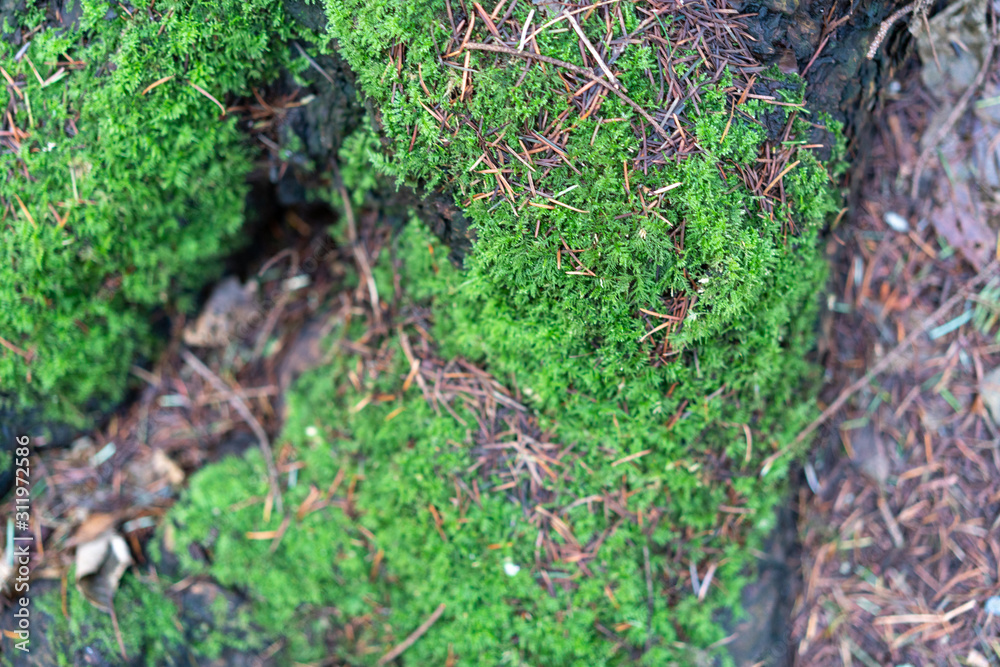 Greenery in the pacific northwest.